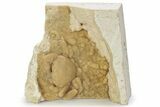 Fossil Crab (Potamon) Preserved in Travertine - Turkey #230630-1